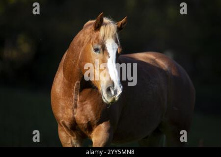 Ritratto di Haflinger gelding in autunno sul pascolo, Austria, Europa Foto Stock