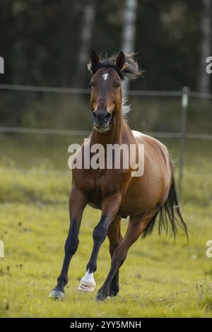 Gelding andaluso bruno galoppo nel prato, Germania, Europa Foto Stock