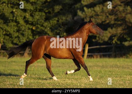 Quarto di cavallo gelding alla luce della sera al pascolo, Austria, Europa Foto Stock