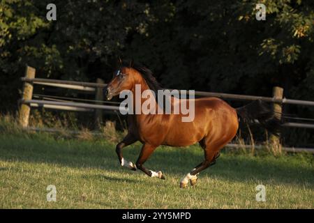 Quarto di cavallo gelding alla luce della sera al pascolo, Austria, Europa Foto Stock