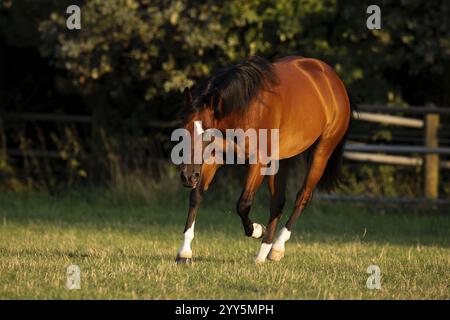 Quarto di cavallo gelding alla luce della sera al pascolo, Austria, Europa Foto Stock