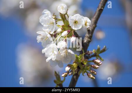 Ciliegie in fiore in primavera. Fiori di ciliegio sullo sfondo del cielo blu primaverile. Fiori bianchi che fioriscono sul ramo. Bulgaria Foto Stock