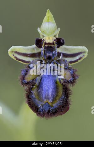 Mirror Orchid, Ophrys speculum, Portogallo, Europa Foto Stock