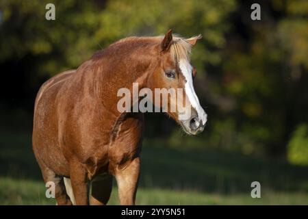 Ritratto di Haflinger gelding in autunno sul pascolo, Austria, Europa Foto Stock