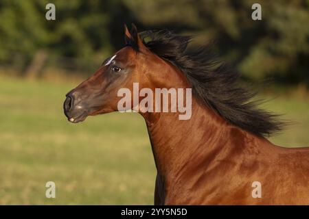 Quarto di cavallo gelding alla luce della sera al pascolo, Austria, Europa Foto Stock