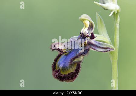 Mirror Orchid, Ophrys speculum, Portogallo, Europa Foto Stock