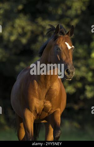 Quarto di cavallo gelding alla luce della sera al pascolo, Austria, Europa Foto Stock