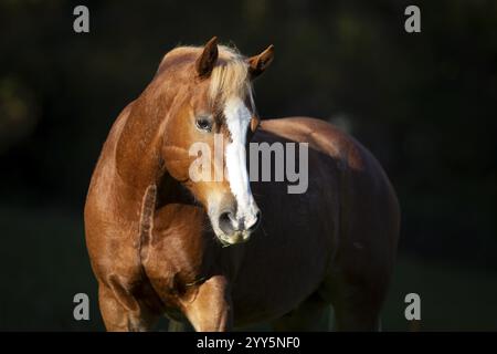 Ritratto di Haflinger gelding in autunno sul pascolo, Austria, Europa Foto Stock