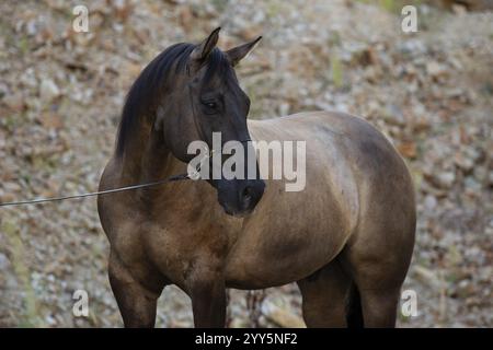 Cavolo di cavallo in balia in ritratto, Austria, Europa Foto Stock