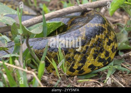 Anaconda gialla (Eunectes notaeus), nota anche come anaconda del Paraguay o anaconda meridionale, boa (Boidae), costrittore, serpente corporeo in scala, Pantanal, inla Foto Stock