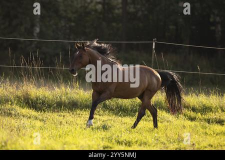 Gelding andaluso bruno galoppo nel prato, Germania, Europa Foto Stock