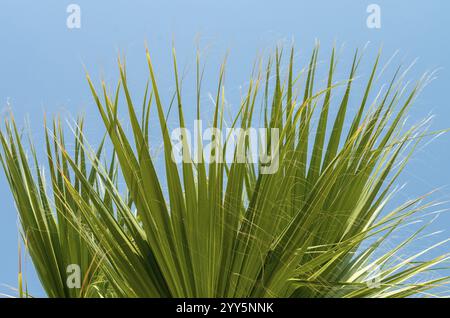 Foglie di palma. Una palma, vista dal basso. Foglie di palma verde sullo sfondo blu del cielo. Luce naturale, sfondo naturale, design a foglia di palma. pla tropicale Foto Stock