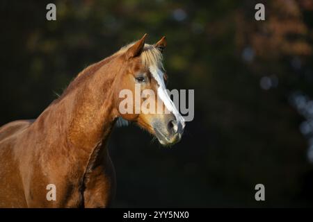 Ritratto di Haflinger gelding in autunno sul pascolo, Austria, Europa Foto Stock