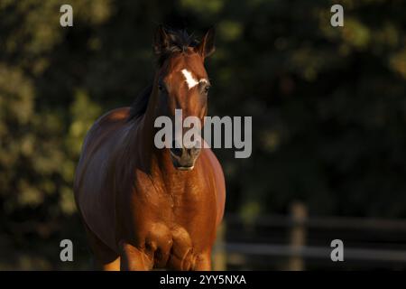 Quarto di cavallo gelding alla luce della sera al pascolo, Austria, Europa Foto Stock