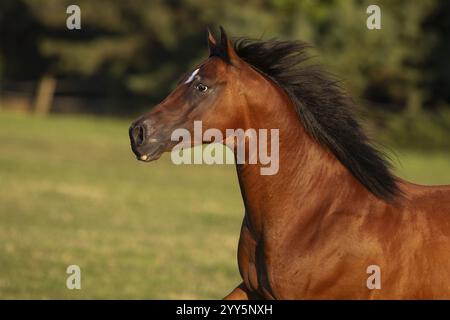 Quarto di cavallo gelding alla luce della sera al pascolo, Austria, Europa Foto Stock