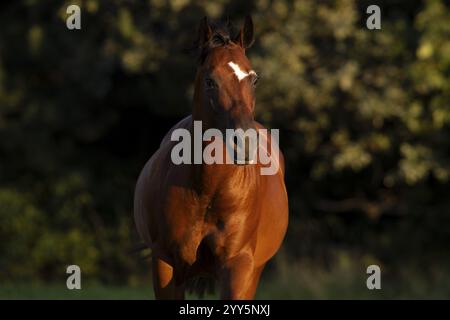 Quarto di cavallo gelding alla luce della sera al pascolo, Austria, Europa Foto Stock