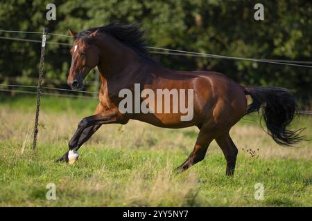 Gelding andaluso bruno galoppo nel prato, Germania, Europa Foto Stock