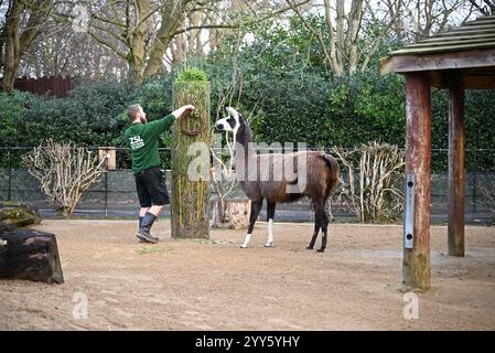 Giraffe e lama allo zoo di Londra sono state trattate oggi come un regalo natalizio alle prime ore di Natale con ghirlande commestibili e decorazioni appese. I lama Ande e Dainty hanno ricevuto un pacchetto di ghirlande commestibili con carote e foglie e giraffe reticolate Molly, Nuru e Wilfred hanno goduto dei cavoletti di Bruxelles confezionati in lattine personalizzate dal personale ... Foto Stock