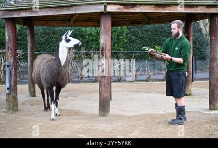 Giraffe e lama allo zoo di Londra sono state trattate oggi come un regalo natalizio alle prime ore di Natale con ghirlande commestibili e decorazioni appese. I lama Ande e Dainty hanno ricevuto un pacchetto di ghirlande commestibili con carote e foglie e giraffe reticolate Molly, Nuru e Wilfred hanno goduto dei cavoletti di Bruxelles confezionati in lattine personalizzate dal personale ... Foto Stock