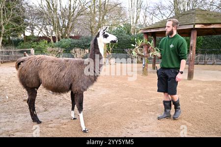 Giraffe e lama allo zoo di Londra sono state trattate oggi come un regalo natalizio alle prime ore di Natale con ghirlande commestibili e decorazioni appese. I lama Ande e Dainty hanno ricevuto un pacchetto di ghirlande commestibili con carote e foglie e giraffe reticolate Molly, Nuru e Wilfred hanno goduto dei cavoletti di Bruxelles confezionati in lattine personalizzate dal personale ... Foto Stock