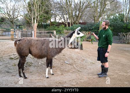 Giraffe e lama allo zoo di Londra sono state trattate oggi come un regalo natalizio alle prime ore di Natale con ghirlande commestibili e decorazioni appese. I lama Ande e Dainty hanno ricevuto un pacchetto di ghirlande commestibili con carote e foglie e giraffe reticolate Molly, Nuru e Wilfred hanno goduto dei cavoletti di Bruxelles confezionati in lattine personalizzate dal personale ... Foto Stock