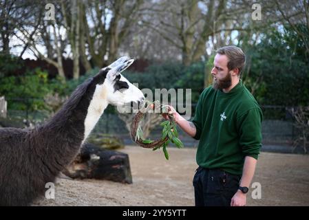 Giraffe e lama allo zoo di Londra sono state trattate oggi come un regalo natalizio alle prime ore di Natale con ghirlande commestibili e decorazioni appese. I lama Ande e Dainty hanno ricevuto un pacchetto di ghirlande commestibili con carote e foglie e giraffe reticolate Molly, Nuru e Wilfred hanno goduto dei cavoletti di Bruxelles confezionati in lattine personalizzate dal personale ... Foto Stock