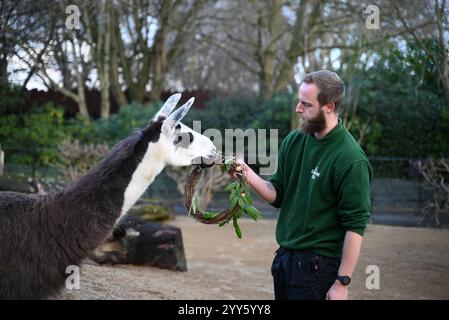 Giraffe e lama allo zoo di Londra sono state trattate oggi come un regalo natalizio alle prime ore di Natale con ghirlande commestibili e decorazioni appese. I lama Ande e Dainty hanno ricevuto un pacchetto di ghirlande commestibili con carote e foglie e giraffe reticolate Molly, Nuru e Wilfred hanno goduto dei cavoletti di Bruxelles confezionati in lattine personalizzate dal personale ... Foto Stock