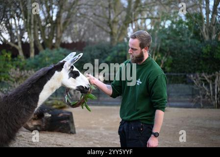 Giraffe e lama allo zoo di Londra sono state trattate oggi come un regalo natalizio alle prime ore di Natale con ghirlande commestibili e decorazioni appese. I lama Ande e Dainty hanno ricevuto un pacchetto di ghirlande commestibili con carote e foglie e giraffe reticolate Molly, Nuru e Wilfred hanno goduto dei cavoletti di Bruxelles confezionati in lattine personalizzate dal personale ... Foto Stock