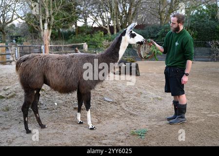 Giraffe e lama allo zoo di Londra sono state trattate oggi come un regalo natalizio alle prime ore di Natale con ghirlande commestibili e decorazioni appese. I lama Ande e Dainty hanno ricevuto un pacchetto di ghirlande commestibili con carote e foglie e giraffe reticolate Molly, Nuru e Wilfred hanno goduto dei cavoletti di Bruxelles confezionati in lattine personalizzate dal personale ... Foto Stock