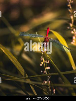 Una variopinta libellula in un prato in una soleggiata giornata estiva. Erba sullo sfondo. Primo piano. Foto Stock