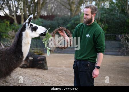 Giraffe e lama allo zoo di Londra sono state trattate oggi come un regalo natalizio alle prime ore di Natale con ghirlande commestibili e decorazioni appese. I lama Ande e Dainty hanno ricevuto un pacchetto di ghirlande commestibili con carote e foglie e giraffe reticolate Molly, Nuru e Wilfred hanno goduto dei cavoletti di Bruxelles confezionati in lattine personalizzate dal personale ... Foto Stock