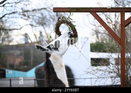 Giraffe e lama allo zoo di Londra sono state trattate oggi come un regalo natalizio alle prime ore di Natale con ghirlande commestibili e decorazioni appese. I lama Ande e Dainty hanno ricevuto un pacchetto di ghirlande commestibili con carote e foglie e giraffe reticolate Molly, Nuru e Wilfred hanno goduto dei cavoletti di Bruxelles confezionati in lattine personalizzate dal personale ... Foto Stock