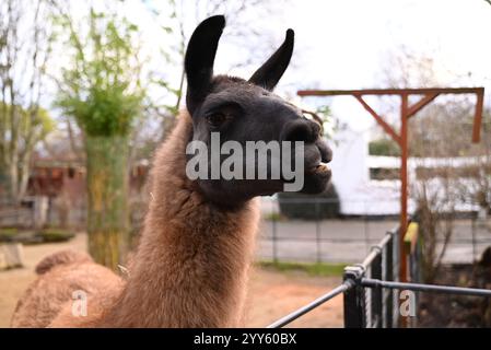 Giraffe e lama allo zoo di Londra sono state trattate oggi come un regalo natalizio alle prime ore di Natale con ghirlande commestibili e decorazioni appese. I lama Ande e Dainty hanno ricevuto un pacchetto di ghirlande commestibili con carote e foglie e giraffe reticolate Molly, Nuru e Wilfred hanno goduto dei cavoletti di Bruxelles confezionati in lattine personalizzate dal personale ... Foto Stock