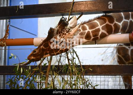 Giraffe e lama allo zoo di Londra sono state trattate oggi come un regalo natalizio alle prime ore di Natale con ghirlande commestibili e decorazioni appese. I lama Ande e Dainty hanno ricevuto un pacchetto di ghirlande commestibili con carote e foglie e giraffe reticolate Molly, Nuru e Wilfred hanno goduto dei cavoletti di Bruxelles confezionati in lattine personalizzate dal personale ... Foto Stock