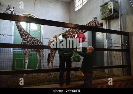 Giraffe e lama allo zoo di Londra sono state trattate oggi come un regalo natalizio alle prime ore di Natale con ghirlande commestibili e decorazioni appese. I lama Ande e Dainty hanno ricevuto un pacchetto di ghirlande commestibili con carote e foglie e giraffe reticolate Molly, Nuru e Wilfred hanno goduto dei cavoletti di Bruxelles confezionati in lattine personalizzate dal personale ... Foto Stock