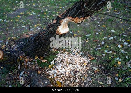 Si tratta di una vista ravvicinata di un tronco di albero pesantemente gnato da un castoro, circondato da trucioli di legno sul terreno. Successivamente, viene avvolto un altro tronco di albero Foto Stock