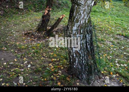 Si tratta di una vista ravvicinata di un tronco di albero pesantemente gnato da un castoro, circondato da trucioli di legno sul terreno. Successivamente, viene avvolto un altro tronco di albero Foto Stock