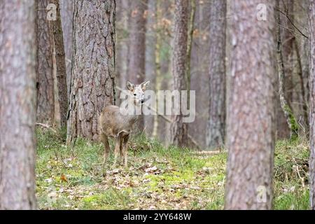 Rehe, Ricke im Wald, February Reh, Ricke im Wald, Forst Ricke sucht Äsung im Wald, Mischwald, February *** Roe Deer, Doe in Forest, February Roe Deer, d Foto Stock