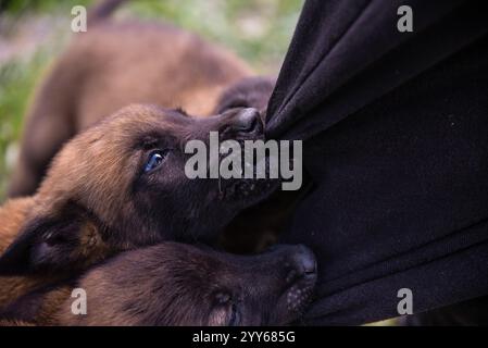 Baby dog belga malinois pratica e si allena mordendo una gamba di pantaloni Foto Stock