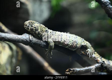 Fai un giro del mondo e scopri alcuni dei rettili e anfibi più rari e unici della Terra, dal cobra re che mangia serpenti ai polli di montagna salvati dall'orlo dell'estinzione. Con otto diversi habitat, la vita segreta dei rettili degli anfibi è un tour educativo che si estende in tutto il mondo, fermandosi nelle fitte foreste pluviali del Sud America, nelle giungle di montagna in Asia e nei giganteschi vulcani dormienti del Camerun. Foto Stock