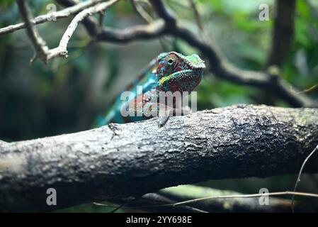 Fai un giro del mondo e scopri alcuni dei rettili e anfibi più rari e unici della Terra, dal cobra re che mangia serpenti ai polli di montagna salvati dall'orlo dell'estinzione. Con otto diversi habitat, la vita segreta dei rettili degli anfibi è un tour educativo che si estende in tutto il mondo, fermandosi nelle fitte foreste pluviali del Sud America, nelle giungle di montagna in Asia e nei giganteschi vulcani dormienti del Camerun. Foto Stock