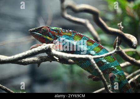 Fai un giro del mondo e scopri alcuni dei rettili e anfibi più rari e unici della Terra, dal cobra re che mangia serpenti ai polli di montagna salvati dall'orlo dell'estinzione. Con otto diversi habitat, la vita segreta dei rettili degli anfibi è un tour educativo che si estende in tutto il mondo, fermandosi nelle fitte foreste pluviali del Sud America, nelle giungle di montagna in Asia e nei giganteschi vulcani dormienti del Camerun. Foto Stock