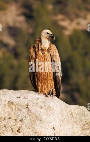 Vulture Gyps fulvus guarda in basso dalla cima del burrone, Alcoy, Spagna Foto Stock