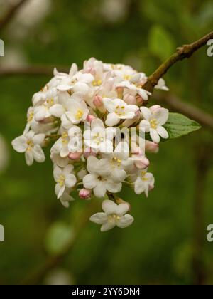 Fiori bianchi di Viburnumarra burkwoodii Park Farm Hybrid, comunemente chiamati Arrowwood, che crescono in un giardino del Regno Unito. Foto Stock