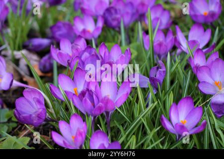 Fiori di un croco in un giardino primaverile. Foto Stock