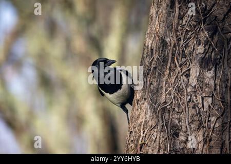 Una Magpie eurasiatica (Pica pica). Foto Stock