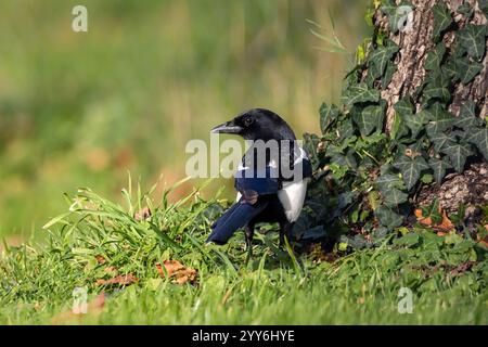 Una Magpie eurasiatica (Pica pica). Foto Stock