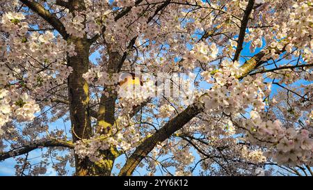 White blooming sakura with a birdhouse in the sun's rays, against the backdrop of the blue sky Foto Stock