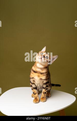 Primo piano di un gattino del Bengala seduto su un tavolo bianco e guardando in alto, ripresa in studio Foto Stock