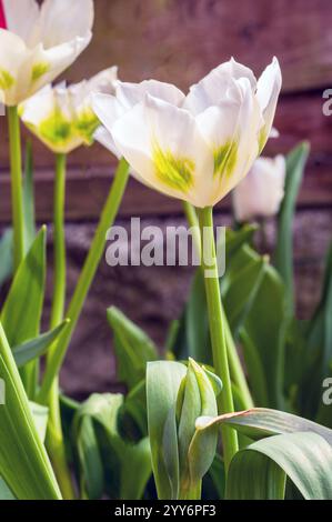 Primo piano gruppo di tulipa Spring Green. Un singolo tulipano verde e avorio di tarda primavera appartenente al gruppo di tulipani della Divisione 8 di Viridiflora Foto Stock